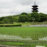 田植え後の田んぼと五重塔