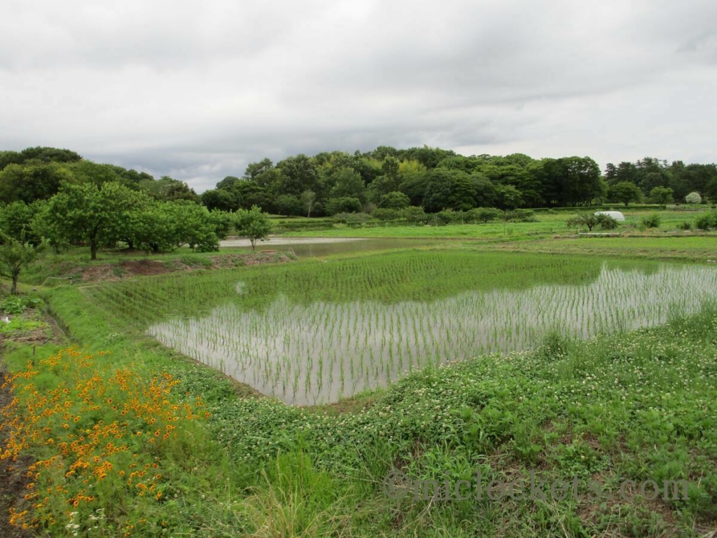 田植え後の田んぼ