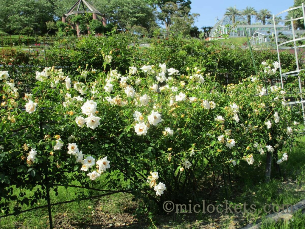 植物園_バラ1