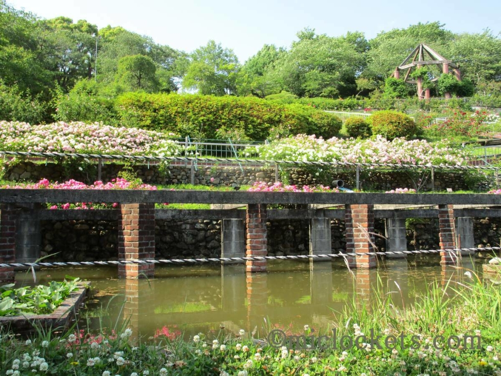 植物園_バラ2